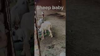 Sheep baby ytviral sheep sheepfarming [upl. by Ariad]