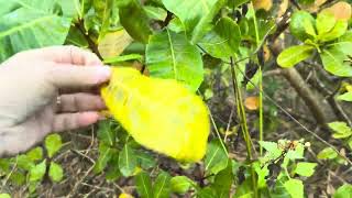 Cashews From Seeds  Natural Farming Fruit Trees  Permanent Agriculture  3424 [upl. by Aalst]