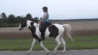 TWH Gaits Video Dottie [upl. by Algy]