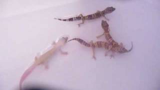 Leopard Geckos BathingSwimming [upl. by Nils572]