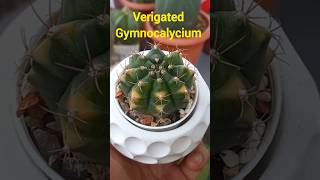 Gymnocalycium variegated shorts reels gymnocalycium [upl. by Tloc]