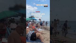 Dragonflies swarm beach [upl. by Enymsaj]