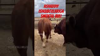 Smental ishqibozlari uchun music beats remix rap hiphop cow angus farm bull [upl. by Ekez]