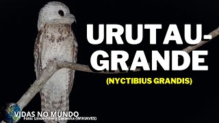 Urutaugrande Nyctibius grandis [upl. by Anauqaj]