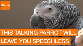 Talking Parrot Will Leave You Speechless [upl. by Othe]