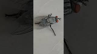 HOUSEFLY ITS grey COLOURexplore nature in city [upl. by Beau]