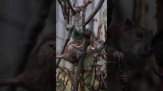 Cute Rat Caught Redhanded Stealing Food From Bird Feeder adorableanimals funnyrat [upl. by Ak]