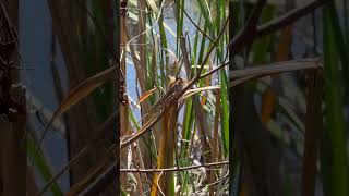 Grasshopper getting comfortable in long grass on a hot summer day grasshopper naturetherapy asmr [upl. by Sigler566]