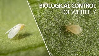 Biological control of whitefly  Amblyseius swirskii [upl. by Knitter]