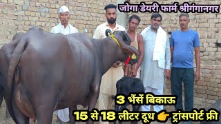 आज खरीदो 15 से 18 लीटर दूध की 3 भैंसें बिकाऊ ट्रांसपोर्ट फ्री। Joga Dairy Farm Sri Ganganagar [upl. by Nonnarb]