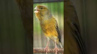 SINGING CANARIES TEMPT OTHER CANARIES TO SING [upl. by Belanger]