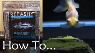 How To Feed Repashy Gel Food on a Rock [upl. by Gunning]