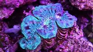 Underwater Tridacna Squmosa Crocea Maxima Clams in 75 Gallon Reef Tank [upl. by Edea457]