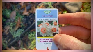 Planting Spring Bulbs in Tennessee  Master Gardener Tips for Daffodils amp Tulips [upl. by Nosemaj]