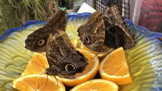 Blue Morpho Butterflies Feeding [upl. by Pena]