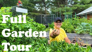 How to Keep Your Culantro Recao Plants Alive and Full Sofrito Garden Tour [upl. by Leisam]