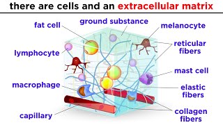 Types of Tissue Part 2 Connective Tissue [upl. by Kirst]