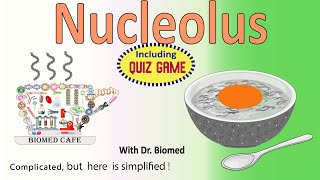 Nucleolus Structure and Function [upl. by Bowerman]