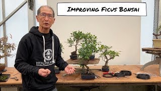 Improving an Ficus Bonsai [upl. by Llemaj]