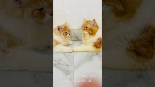 Billu ne diya maalik ko bonus😳😳catcomedy billicomedy cat catvideo viralcat sajidcat billug [upl. by Audry]