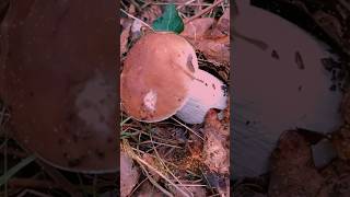 Les cèpes cest magnifique magique boletus edulis nature food cepes mushroom boletusedulis [upl. by Tai]