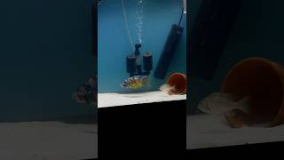 African cichlids breeding 🐠 cichlid aquarium [upl. by Poore]