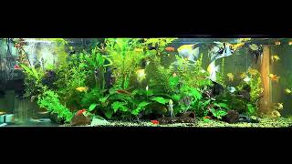 angelfish community tank [upl. by Nudnarb756]