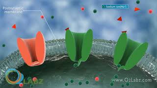 Nerve Synapse Animation [upl. by Lamraj541]