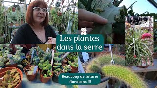 LES PLANTES DANS LA SERRE à la fin de lhiver🌿 Beaucoup de floraison qui se préparent🌸🌺 [upl. by Yahsel]