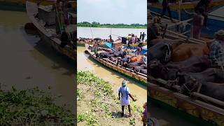 Cow Unloading Scene from Hozrotpur Paragram Cattle Market Bangladesh 2025  Big Big Cow 2025 [upl. by Colt]