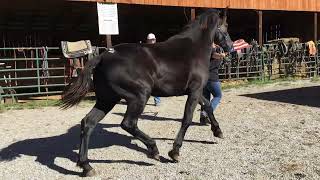 104 15 month old 15 HH black friesianPercheron filly 3500 [upl. by Denbrook]