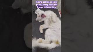 pamer peyutshortsfeed shshorts short cat catlover [upl. by Edia432]