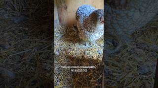 What Is The Pheasants New Name pheasant [upl. by Thirion521]