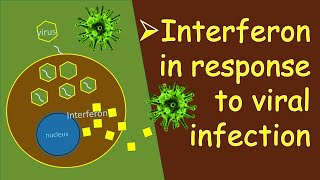 Interferon in Response to Viral Infection [upl. by Amiel]