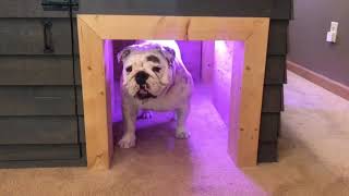 My custom doghouse is better than your own apartment [upl. by Quick]