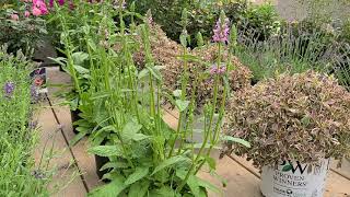 Stachys Hummelo Betony  2019 Perennial Plant of the Year [upl. by Nilo]