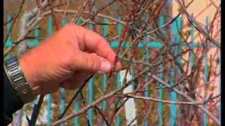 How To Care For Fruit Trees [upl. by Merwyn]