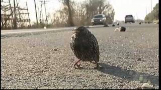 100s dead birds fall from sky in US and Sweden [upl. by Eta]