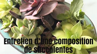 🌵Update et entretien dun jardin de plantes Succulentes 🌵  JARDIN DE SUCCULENTES [upl. by Nylecsoj827]