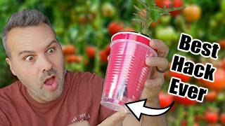 Best Way to Start Tomato Seeds Indoors or Outdoors [upl. by Mima]