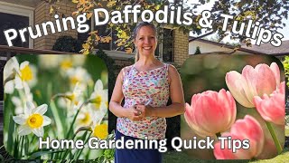 Pruning Daffodils amp Tulips  Quick amp Easy Home Gardening [upl. by Ailero140]