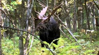 Maine moose hunt quotTHE CHARGEquot OMM Outfitters World Class Hunts Cabelass Certified Outfitter [upl. by Gilba918]