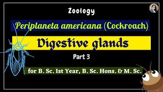 Periplaneta americana cockroach  Digestive glands  Part 3  Zoology  B Sc Ist Year [upl. by Nailimixam]