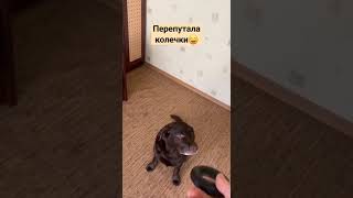 Лабрадор всё перепутал😄 собака лабрадор dog [upl. by Saxena549]