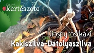 Diospyros kaki  Sharonfruit  Hurma  Kákó  Persimon  Kakiszilva  Datolyaszilva [upl. by Natye]