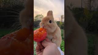 Little rabbit eating persimmon Cute pet debut plan Rabbit Rural cute pet [upl. by Eyks]