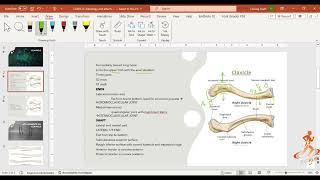 CLAVICLE osteology and myology  CLAVICLE ANATOMY [upl. by Valonia543]