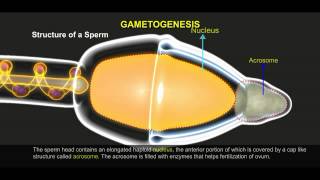 Gametogenesis 512 1 [upl. by Flory87]