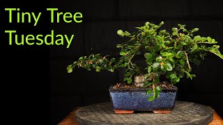 Creating an Informal Upright Bonsai  Tiny Tree Tuesday [upl. by Neelat566]