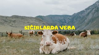 SIĞIRLARDA VEBABOVİNE RİNDERPEST [upl. by Reivaj]